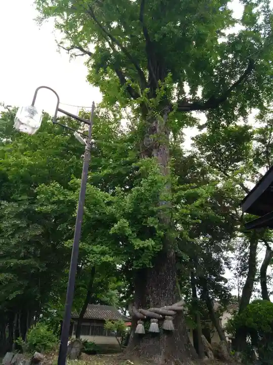 矢村神社の自然
