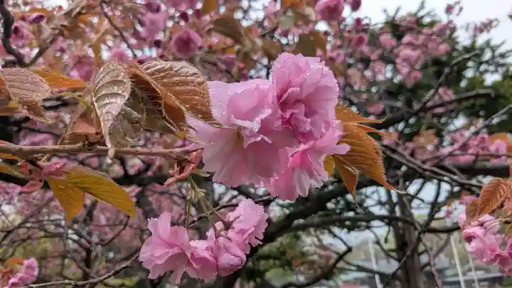札幌護國神社の自然