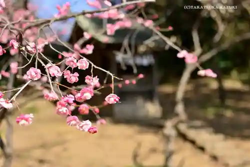 谷保天満宮の自然