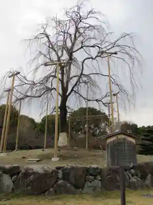 東寺（教王護国寺）(京都府)