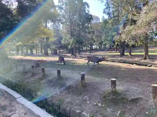 春日大社(奈良県)