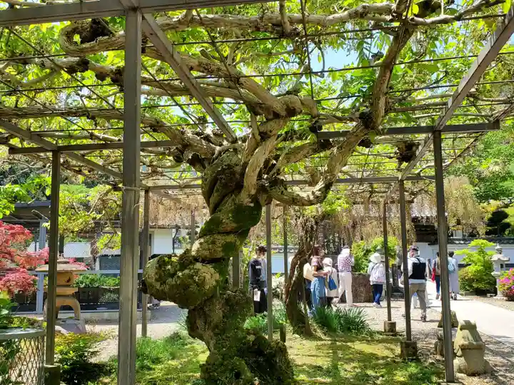 天台宗 五大山 白毫寺の自然