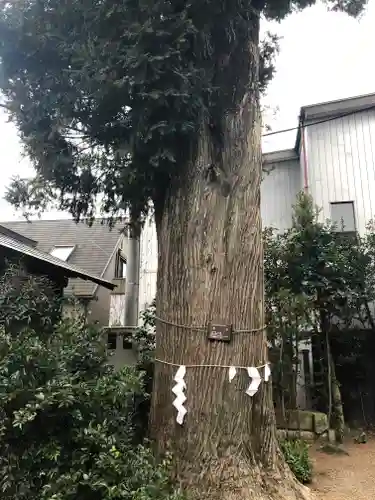 健田須賀神社の自然