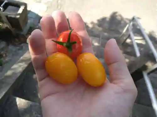 定林寺の授与品その他