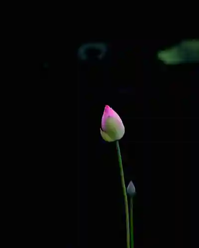 浄土寺(兵庫県)