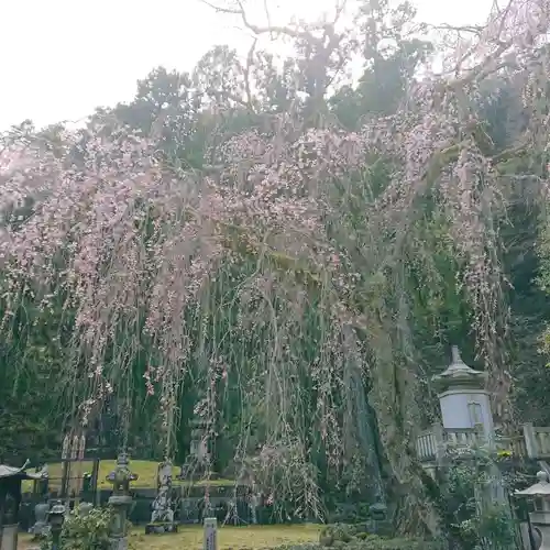 身延山 祖廟拝殿の自然