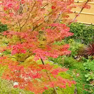 寿量山 速成寺の自然(2020年11月07日(土) 12時14分24秒投稿)