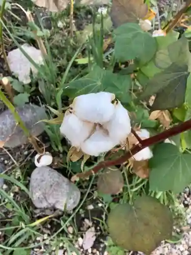 三輪神社の自然