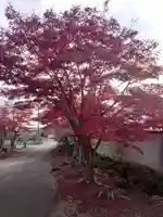 明鏡山龍雲寺の自然