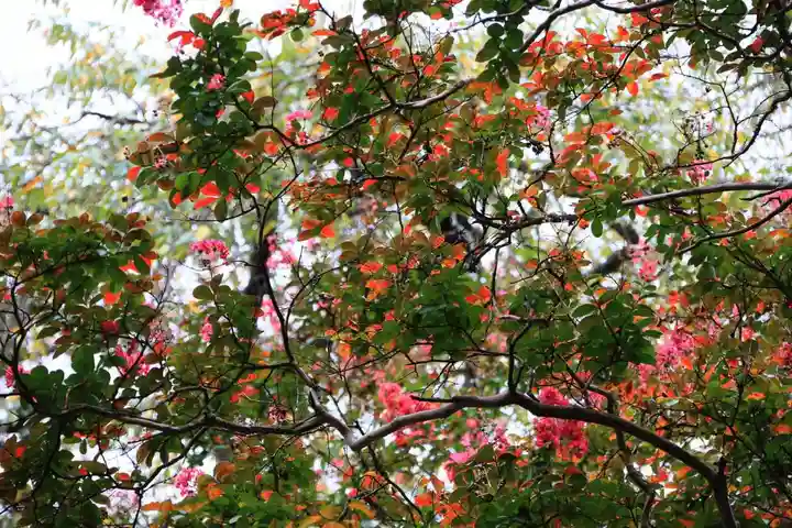 田村神社の自然