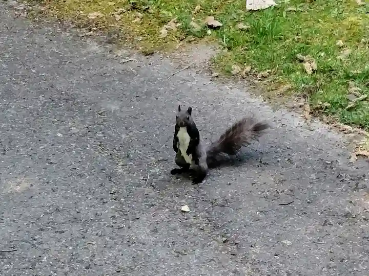 上川神社の動物