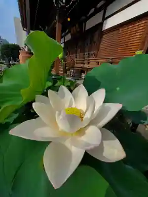 善導寺(福島県)