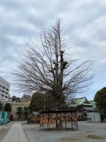 今戸神社の自然