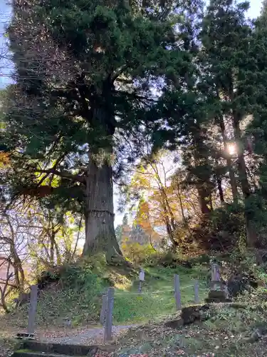 竹之高地不動社の自然