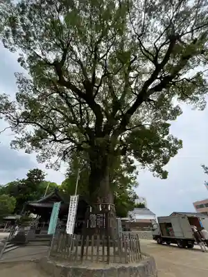 挙母神社の自然
