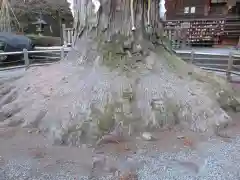 北口本宮冨士浅間神社の自然