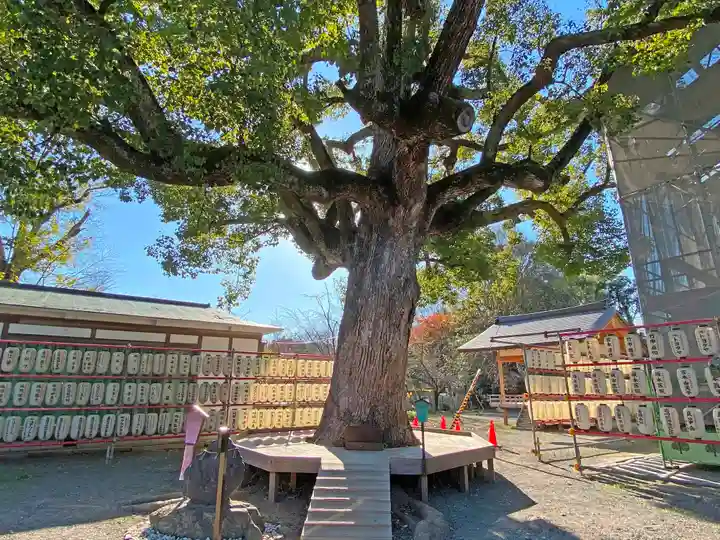 平野神社の自然