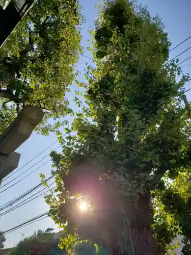 麻布氷川神社の自然