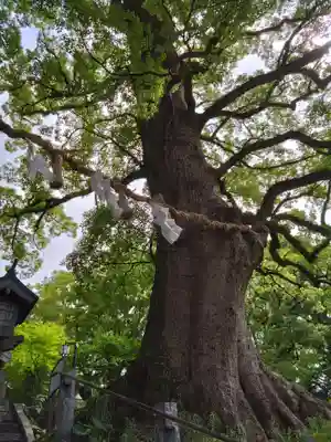 北岡神社の自然