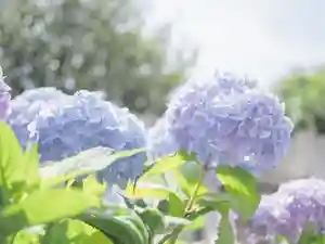 千住神社(東京都)(2023年05月30日(火) 08時11分01秒投稿)