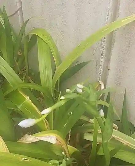 西方山極楽寺(岐阜県)