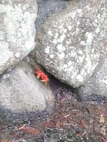 秋葉神社の動物