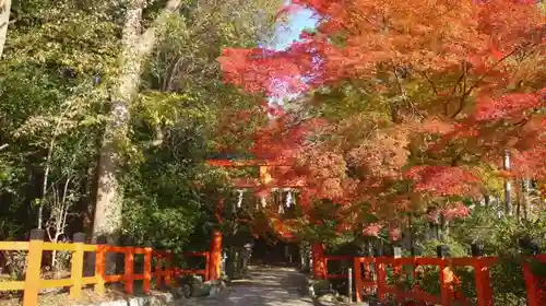 大田神社（賀茂別雷神社境外摂社）の自然