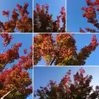 寿量山 速成寺の庭園