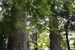 須山浅間神社の自然