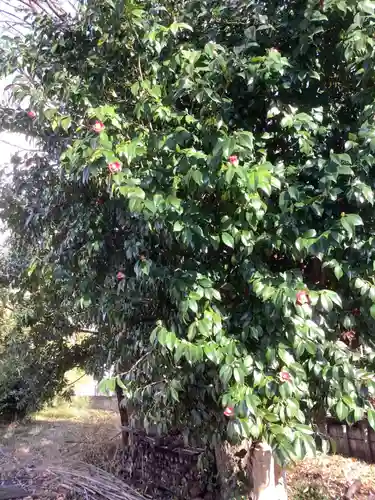 日吉神社の自然