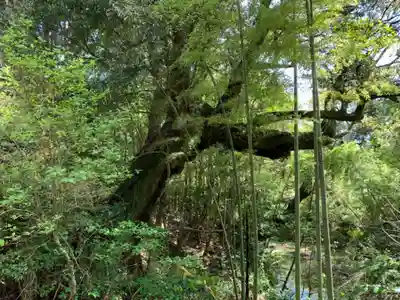 瀧口神社の自然