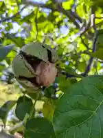 仁木神社(北海道)