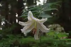 鹿島大神宮の自然