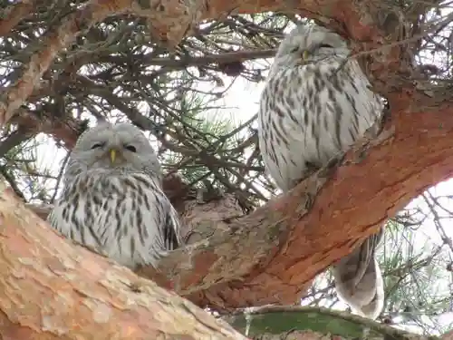厚真神社の動物