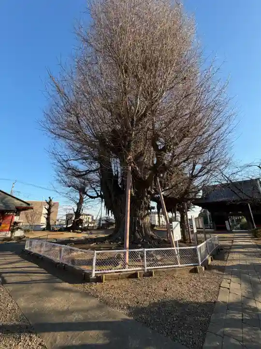 千葉寺の{uncategorized: "未分類", other: "その他", undefined: "問題あり", building: "その他建物", grave: "お墓", sacred_gate: "鳥居", guardian: "狛犬", statue: "像", buddha: "仏像", history: "歴史", nature: "自然", garden: "庭園", animal: "動物", pagoda: "塔", temizu: "手水舎", mountain_gate: "山門・神門", sanctuary: "本殿・本堂", subordinate: "末社・摂社", art: "芸術", scenery: "景色", jizo: "地蔵", ema: "絵馬", goshuin: "御朱印", omikuji: "おみくじ", items: "授与品その他", amulet: "お守り", goshuincho: "御朱印帳", eats: "食事", festival: "お祭り", votive_dance: "神楽", shichigosan: "七五三参", wedding: "結婚式", experience: "体験その他", initially: "初詣", around: "周辺", anti_infection: "感染症対策"}