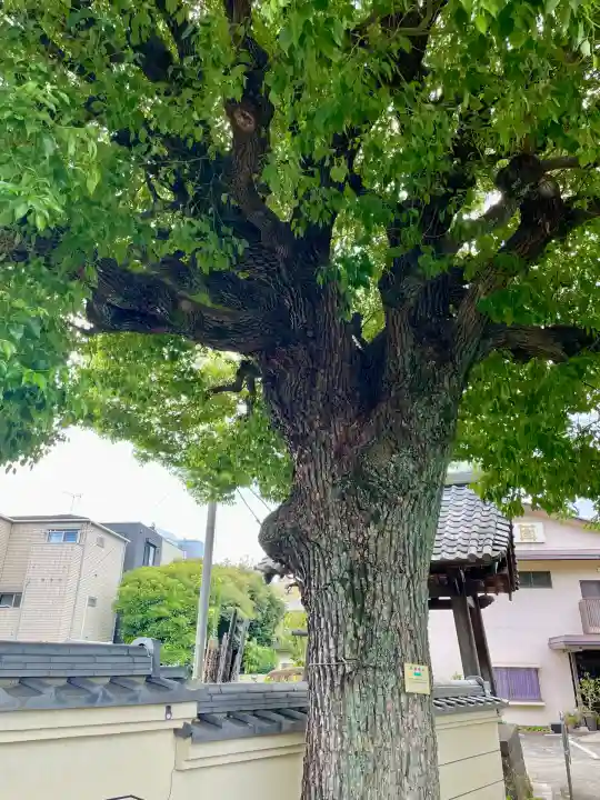 宗林寺(東京都)