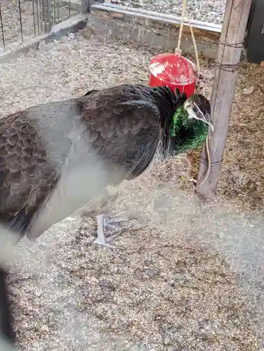 田中神社(京都府)
