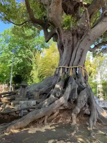 熊野神社(千葉県)