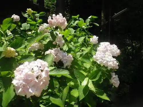 御霊神社の自然