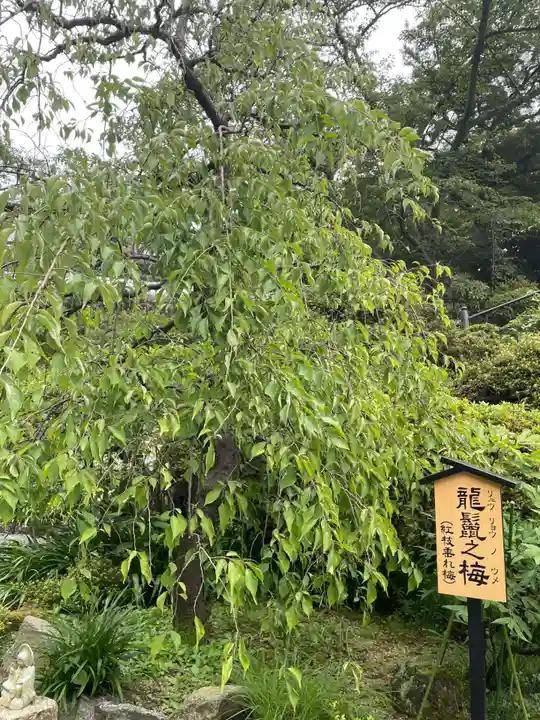 岡寺(龍蓋寺)(奈良県)