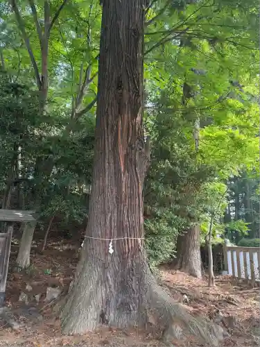 木幡神社(栃木県)