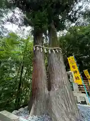 聖神社(埼玉県)