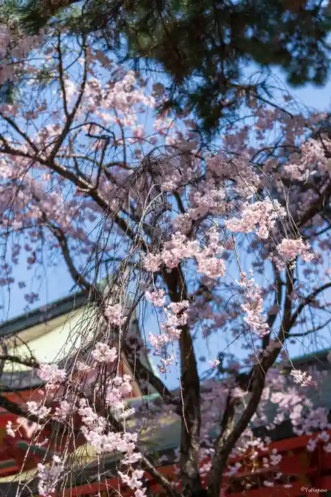 住吉大社(大阪府)