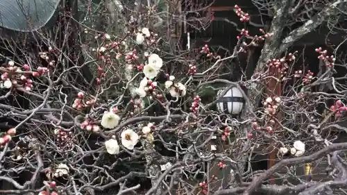 北野天満宮の自然