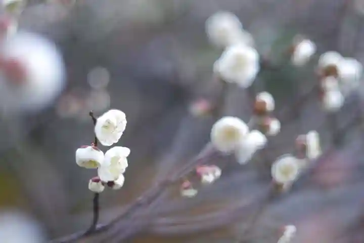 妙顯寺(妙顕寺)(京都府)