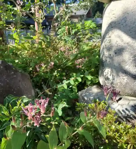 沙沙貴神社の建物その他