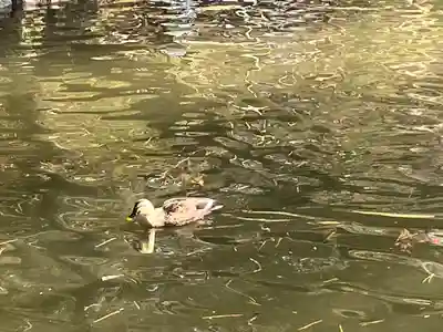 間々田八幡宮(栃木県)