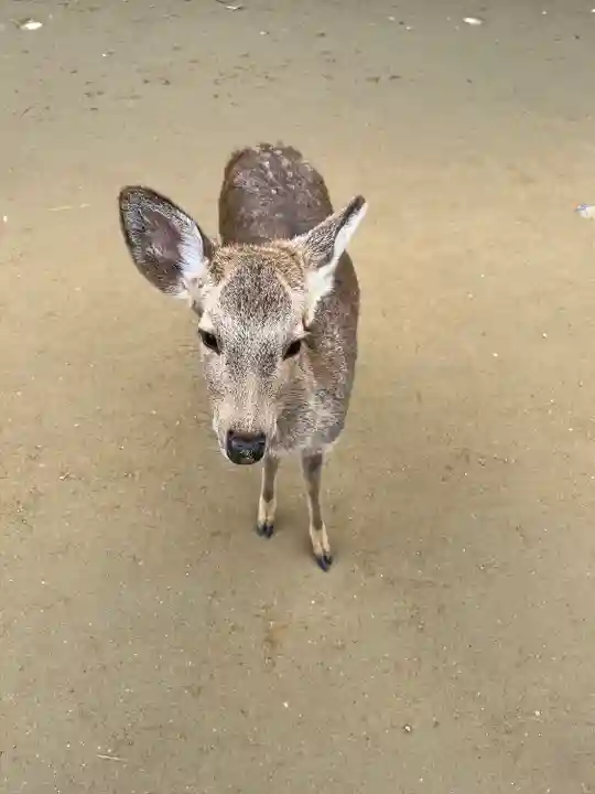 春日大社(奈良県)