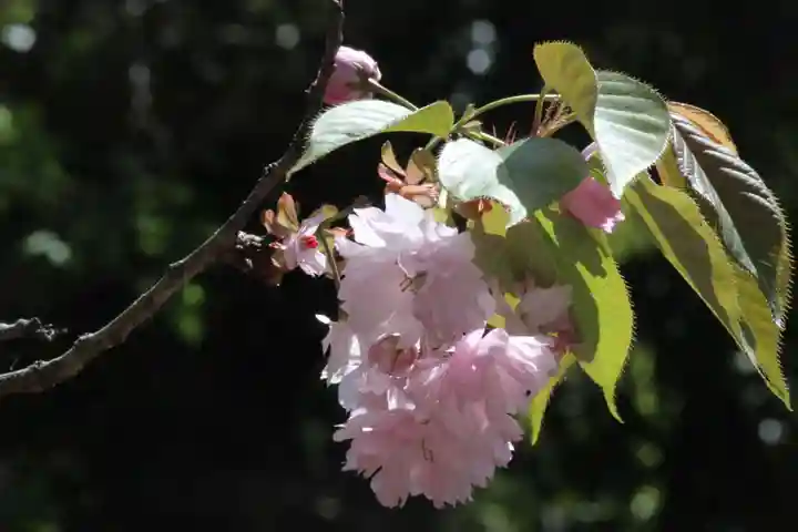 国宝 大法寺の自然