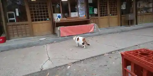 伏見稲荷大社の動物